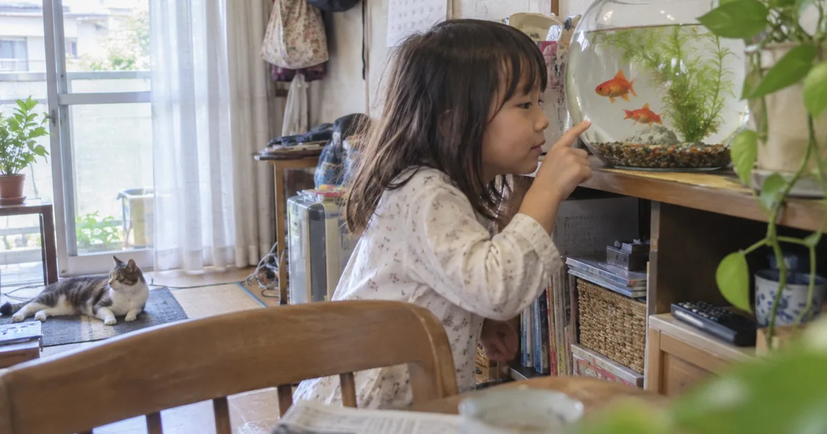 金魚鉢の金魚を眺める女の子