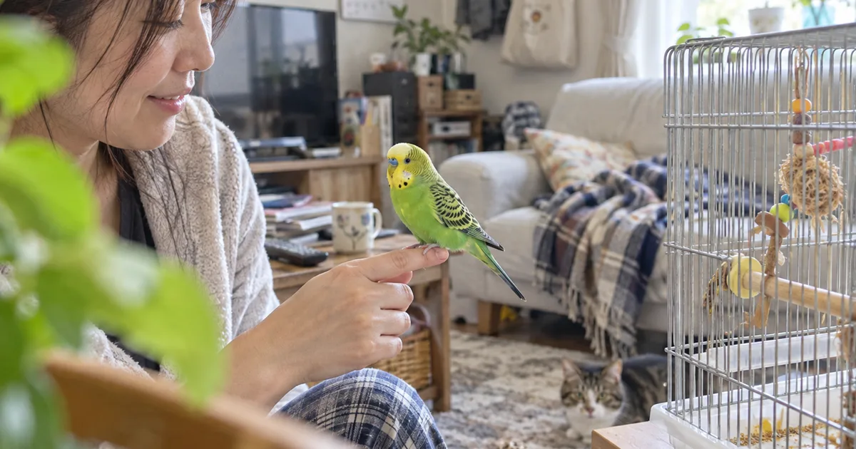 指にとまるセキセイインコ